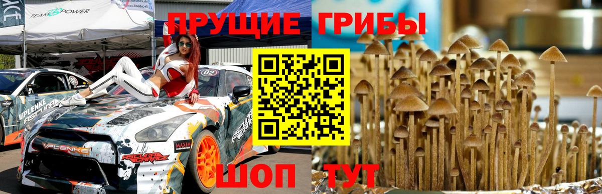 Псилоцибиновые грибы Cubensis Ивантеевка